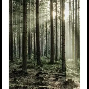 Sunbeam Forest Poster Kracherpreis