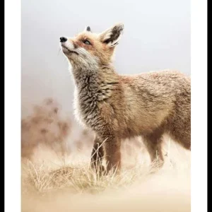 Bestpreis Fox On The Hunt Poster