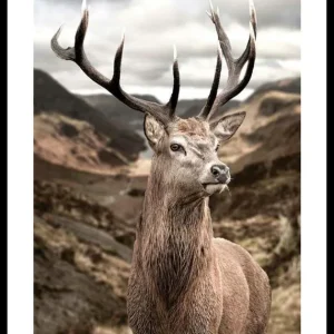 Deer In Mountain Landscape Poster Rabatt