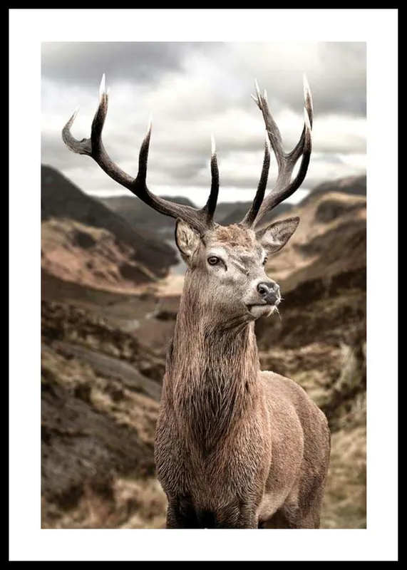 Deer In Mountain Landscape Poster Rabatt
