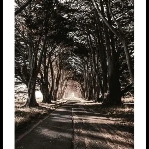 Road Amidst Trees Poster Mega-Angebot