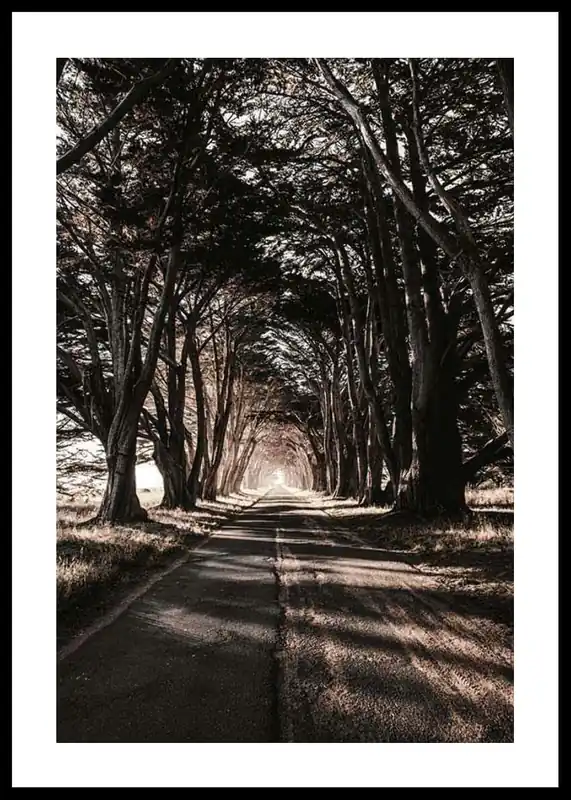 Road Amidst Trees Poster Mega-Angebot