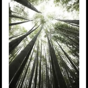 Bamboo Forest Poster Preisreduziert