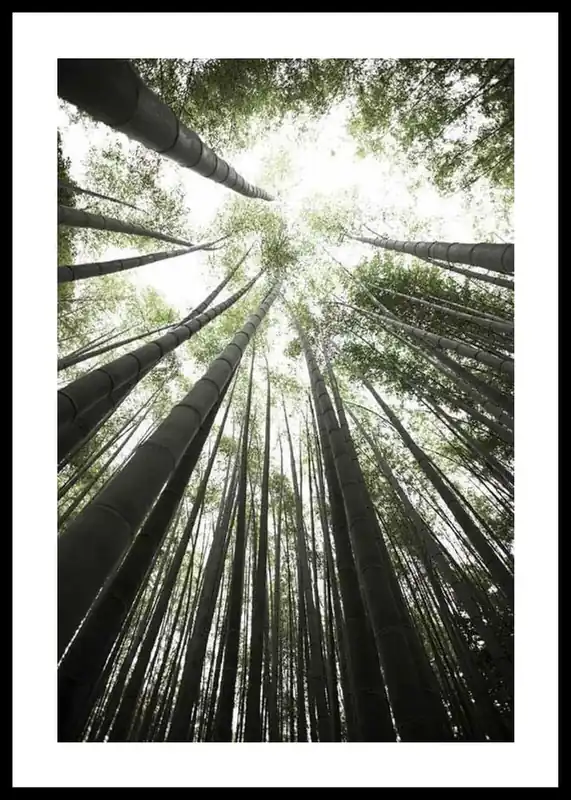 Bamboo Forest Poster Preisreduziert