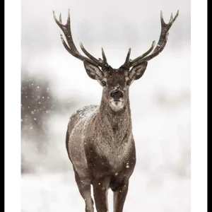 Meistverkauft Majestic Red Deer Poster