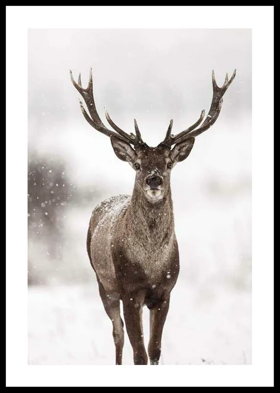 Meistverkauft Majestic Red Deer Poster