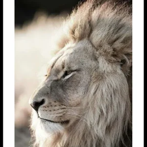 Male African Lion Poster Heißes Angebot
