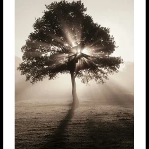 Top-Angebot Tree In Sunrise Poster