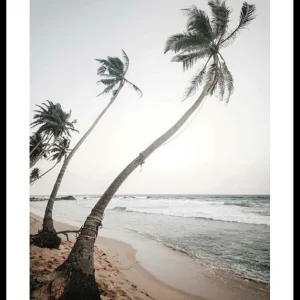 Knallerangebot Beach Palm Trees Poster