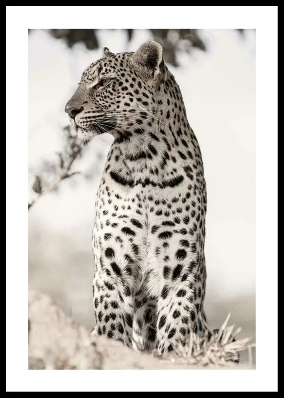 Direkt Vom Hersteller African Leopard Poster