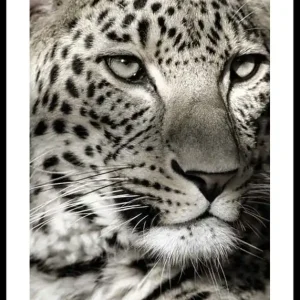 Günstig Leopard Poster