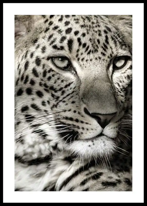 Günstig Leopard Poster
