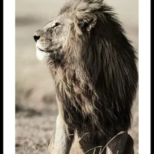 Preisknaller Lion In Profile Poster