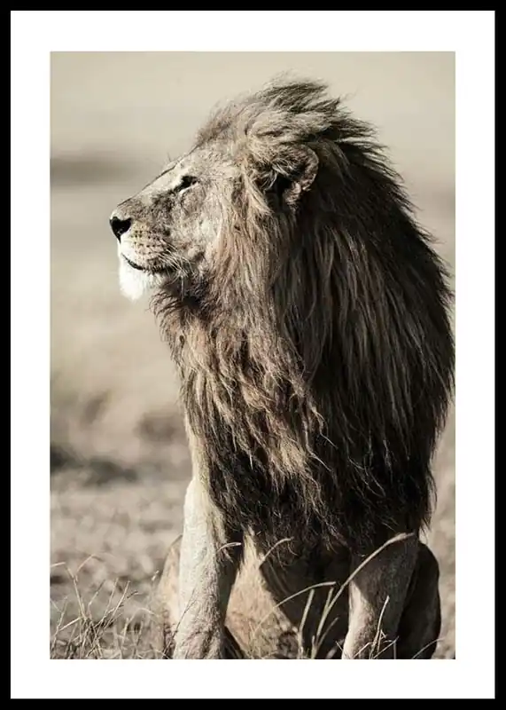 Preisknaller Lion In Profile Poster