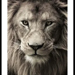 African Lion Poster Wochenendangebot