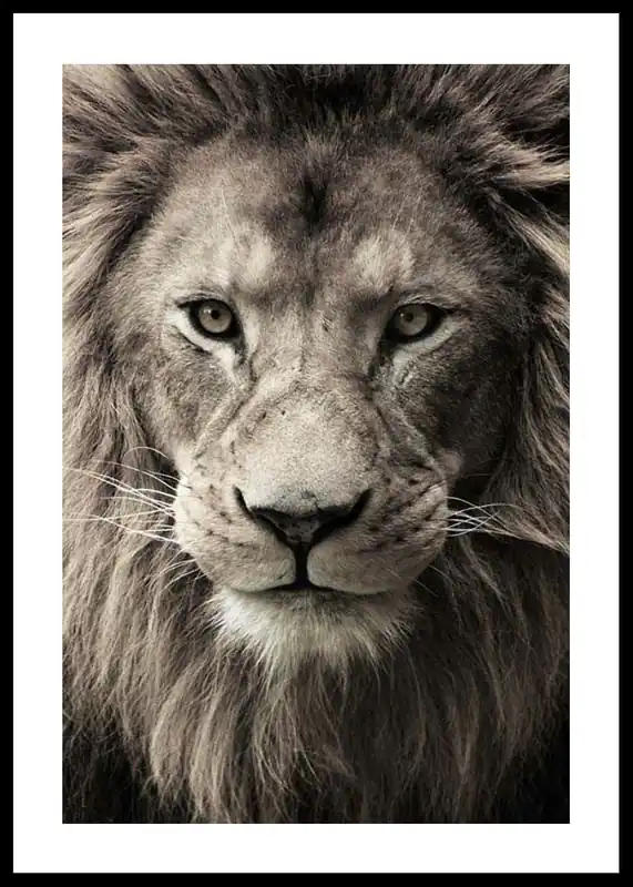 African Lion Poster Wochenendangebot