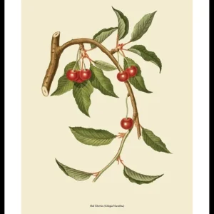 Red Cherries Poster Markenprodukt