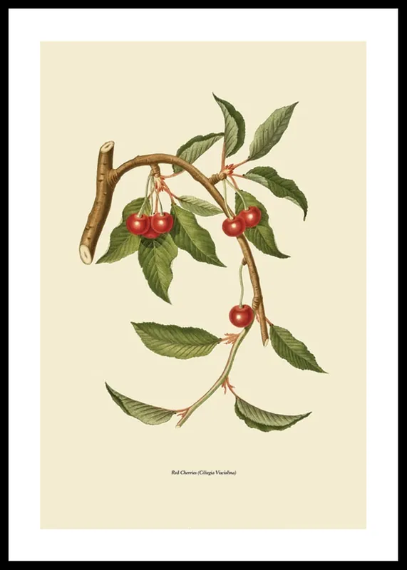 Red Cherries Poster Markenprodukt