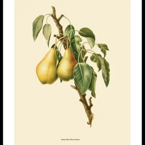 Super-Preis Lemon Pear Poster
