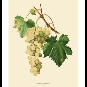 White Grapes Poster Nur Für Kurze Zeit
