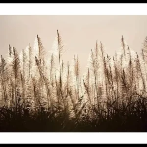 Sugar Cane Poster Wochenendangebot