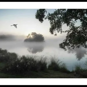 Bestpreis Misty Lake Bird Poster