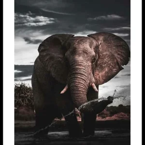 Highlight African Elephant Poster