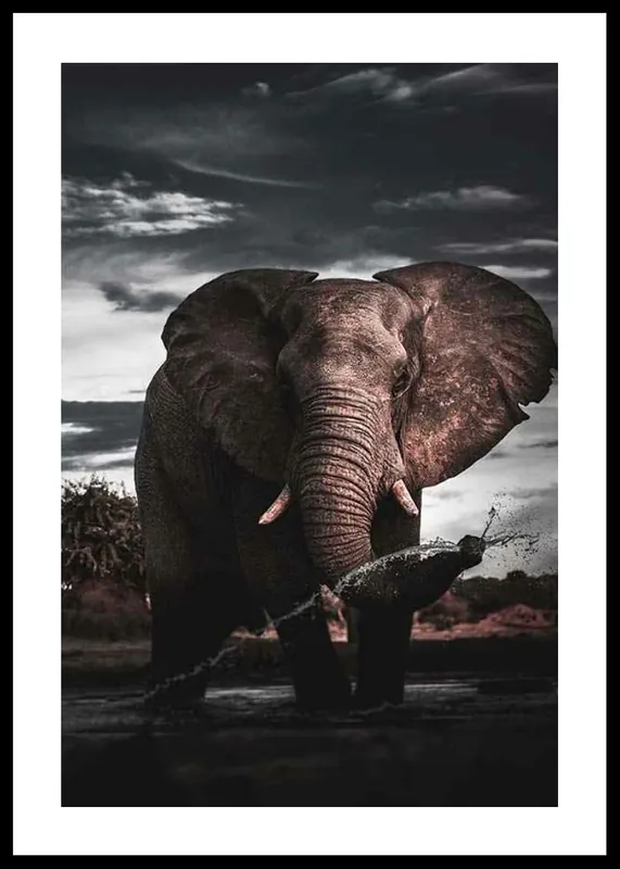 Highlight African Elephant Poster