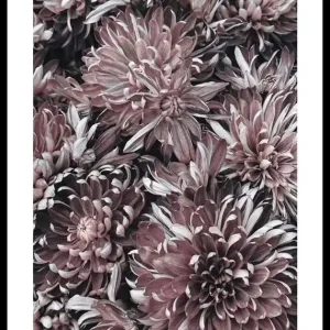 Dahlias Poster Markenware