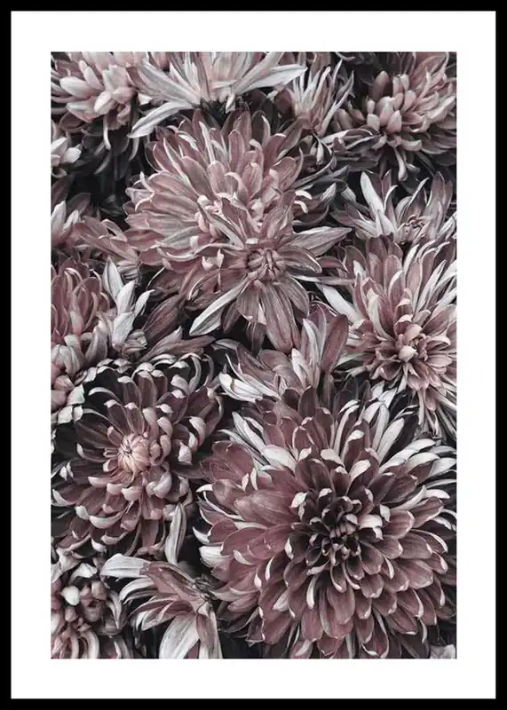 Dahlias Poster Markenware