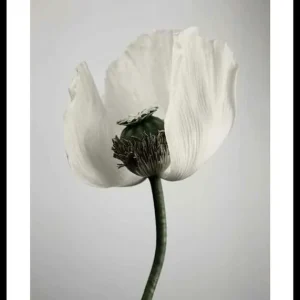 White Poppy Poster Nur Heute