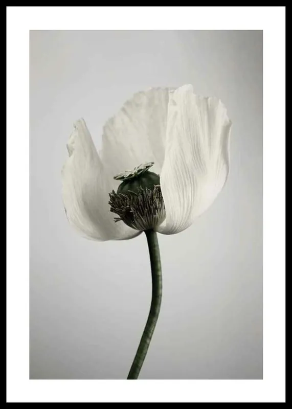 White Poppy Poster Nur Heute