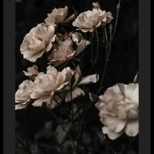 Neue Ware Dark White Roses Poster