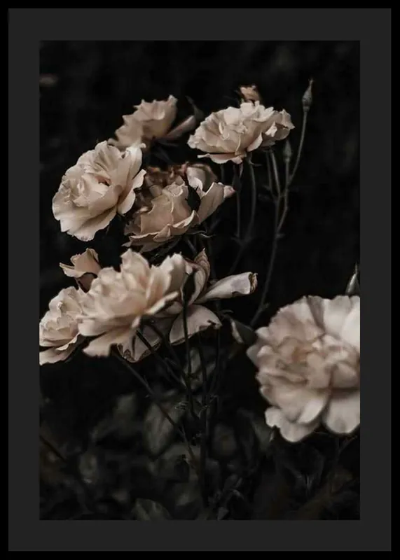 Neue Ware Dark White Roses Poster