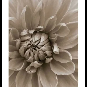 Autumn Dahlia Poster Knallerangebot