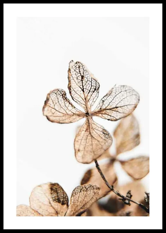 Garantierte Lieferung Four Leaves Plant Poster