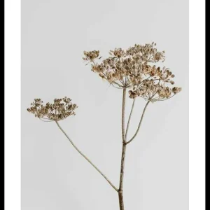 Single Dried Flower Poster Angebot