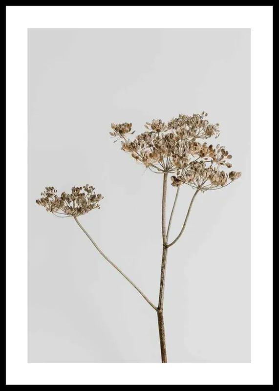 Single Dried Flower Poster Angebot