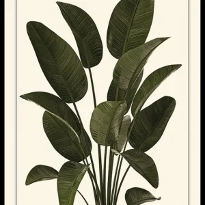 Strelitzia Poster Super-Preis