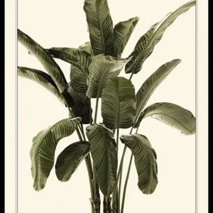 Preis Gesenkt Banana Palm Poster