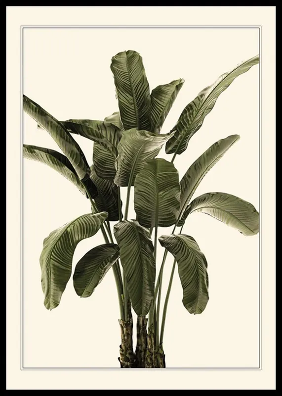 Preis Gesenkt Banana Palm Poster