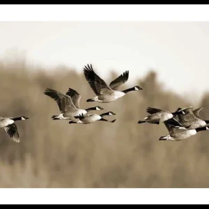Canada Geese Poster Saisonangebot