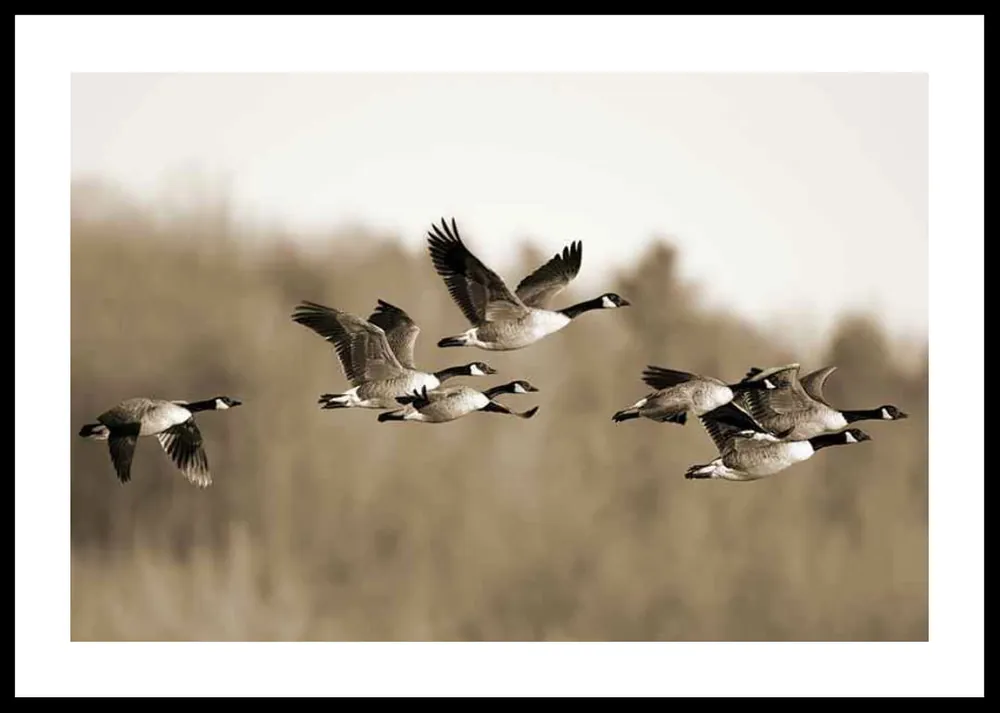 Canada Geese Poster Saisonangebot