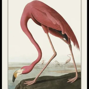 Flamingo 1827 Poster Knallerangebot