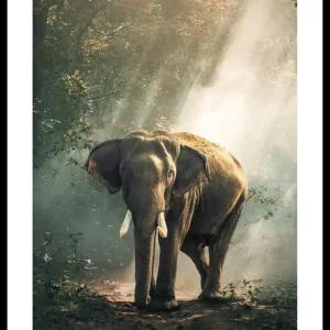 Forest Elephant Poster Ausverkauf