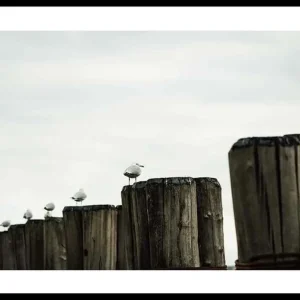 Seagulls Harbor Poster Bestseller
