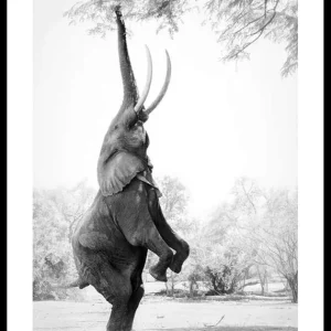 Heißes Angebot Standing Tall Elephant Poster