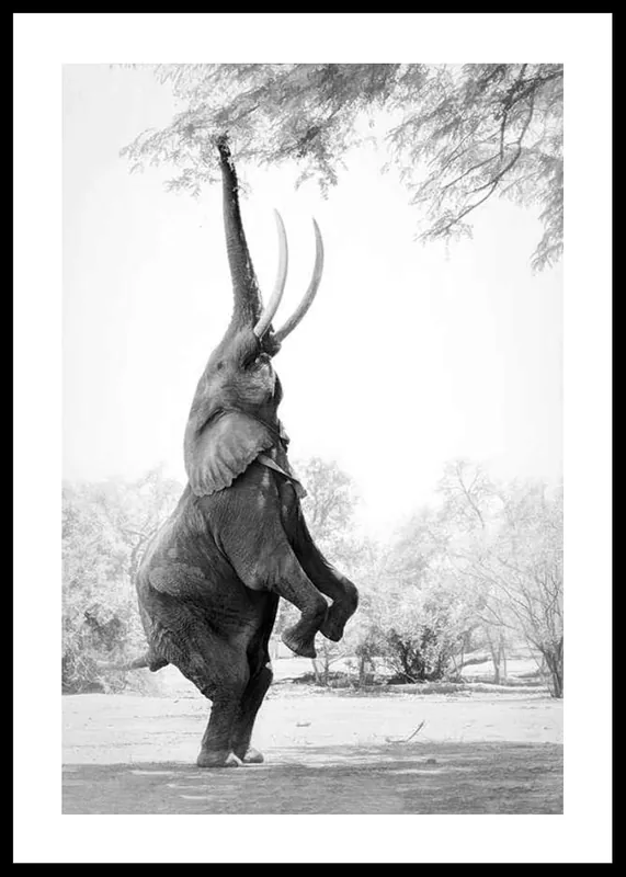 Heißes Angebot Standing Tall Elephant Poster
