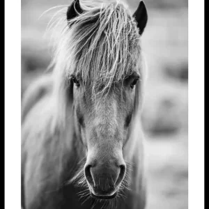 Kracherpreis Icelandic Horse B&W Poster