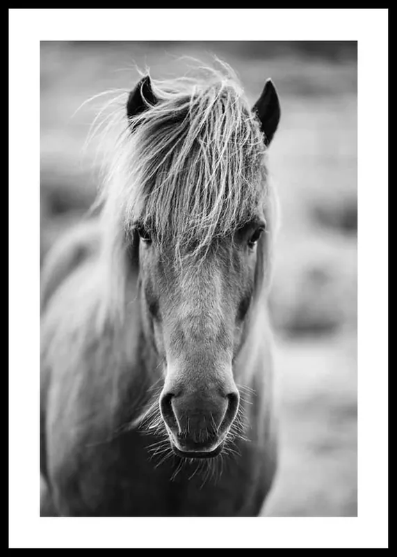 Kracherpreis Icelandic Horse B&W Poster